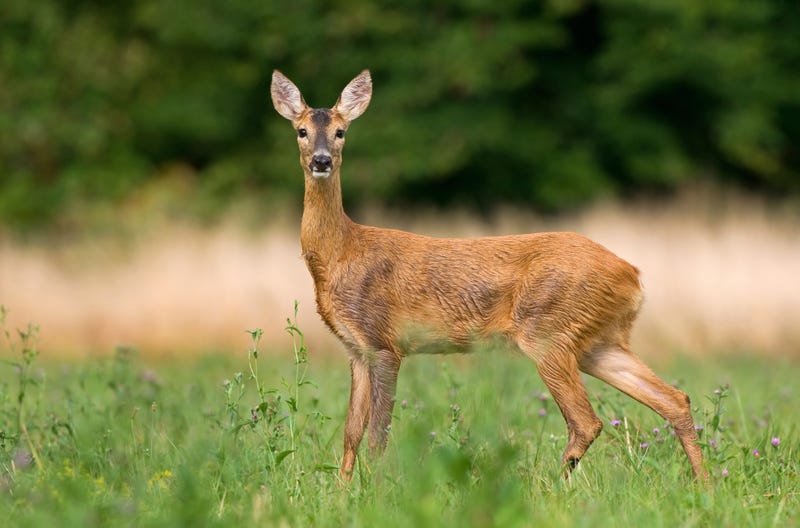 Deer