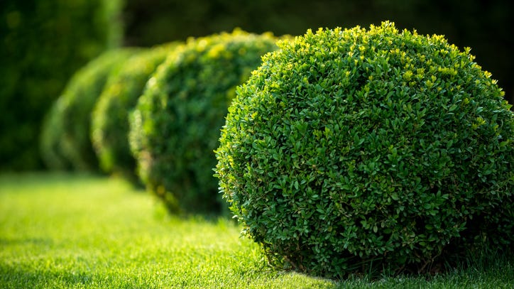 Man gets stuck in a bush while fleeing police and they have to rescue him