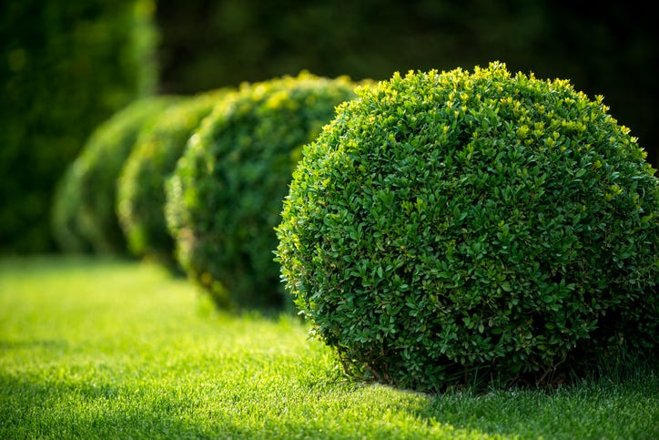 bush