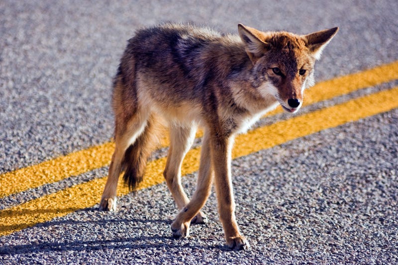 FILE: Coyote crossing road