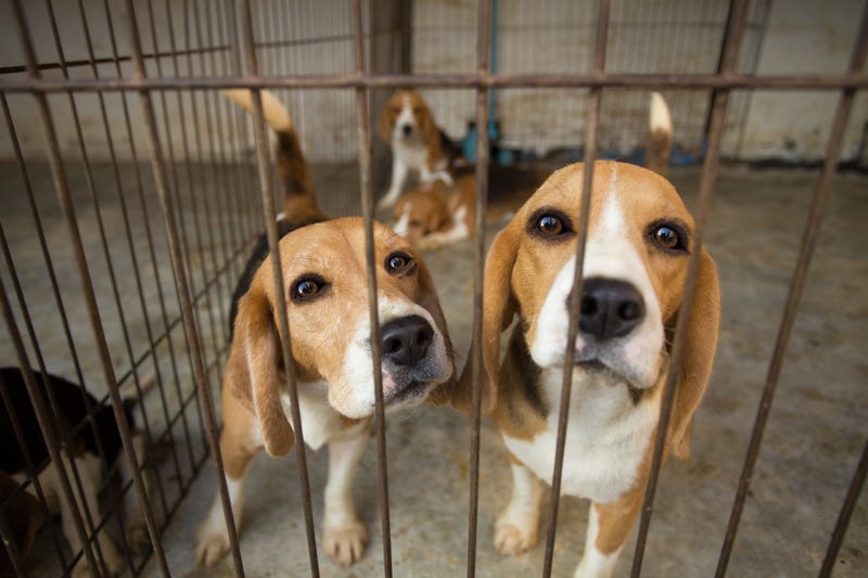 Officials said 25 beagles are making their way to Grand Rapids for a chance at a better life after being rescued along with thousands of other dogs from "filthy prison-like conditions" in Virginia.