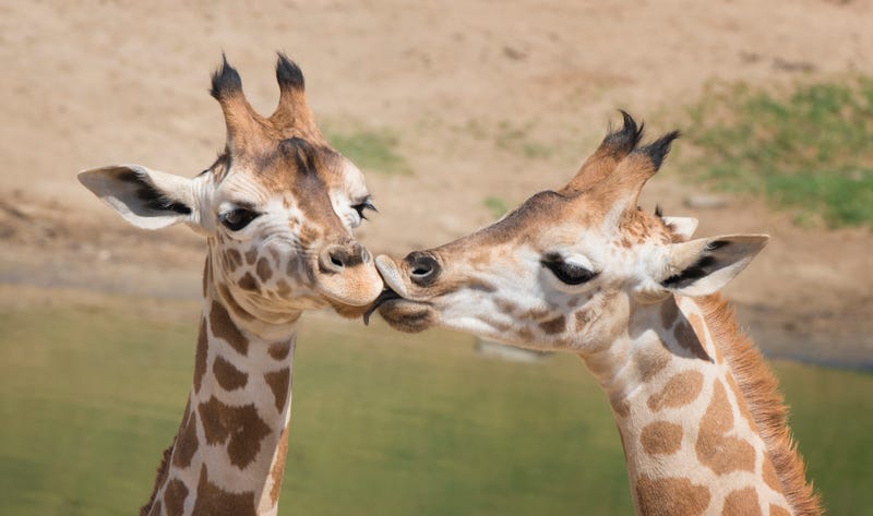 Giraffes kissing