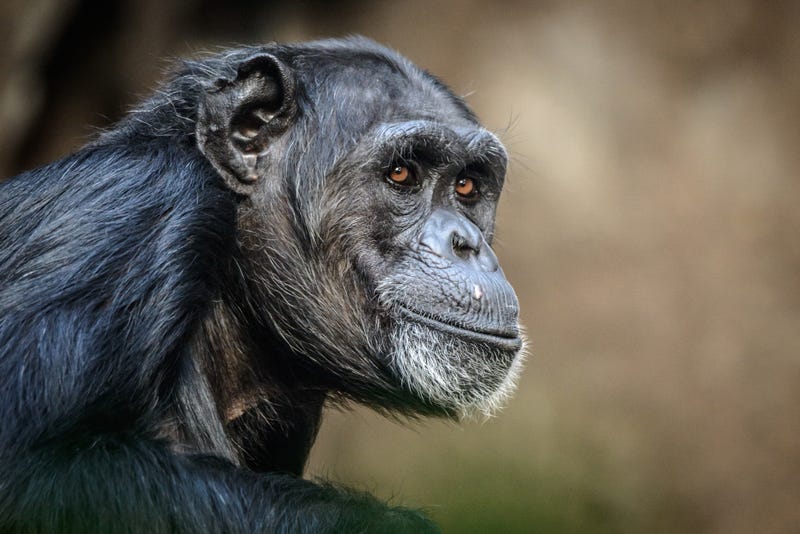 Chimp