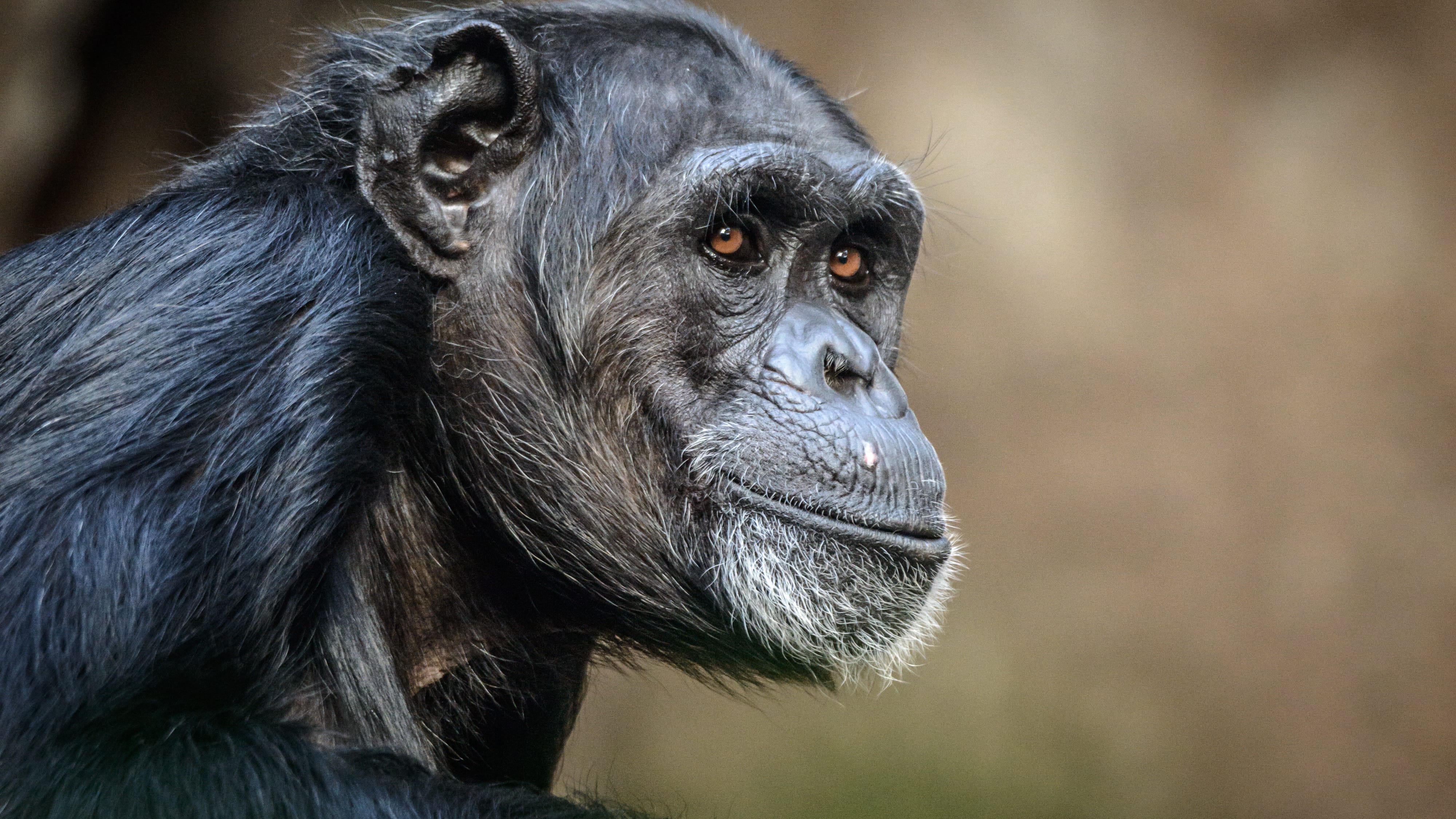 PETA seeks to stop Tonka the chimp's owners from handling animals again