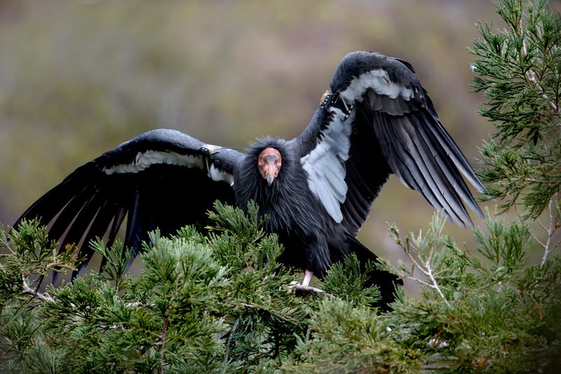 California condors are dying from lead poisoning.