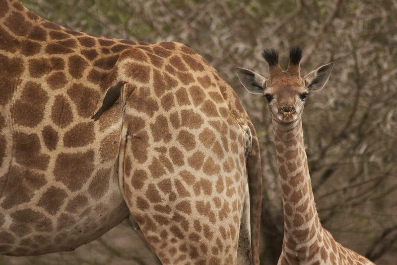 a baby giraffe poses in front of the the camera