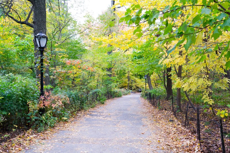 Central Park Ramble