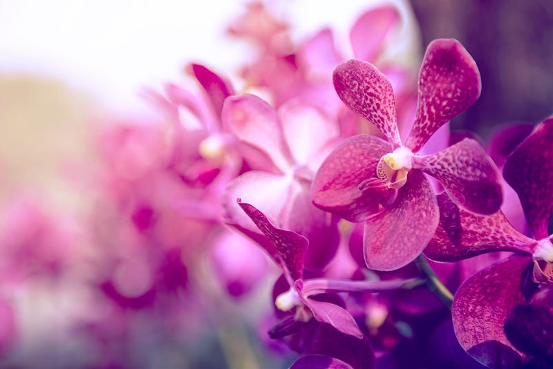 Orchids
