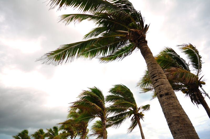 windy palm trees
