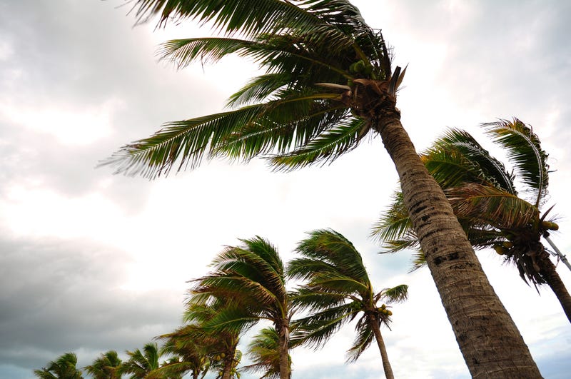 windy trees