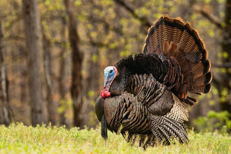 turkey