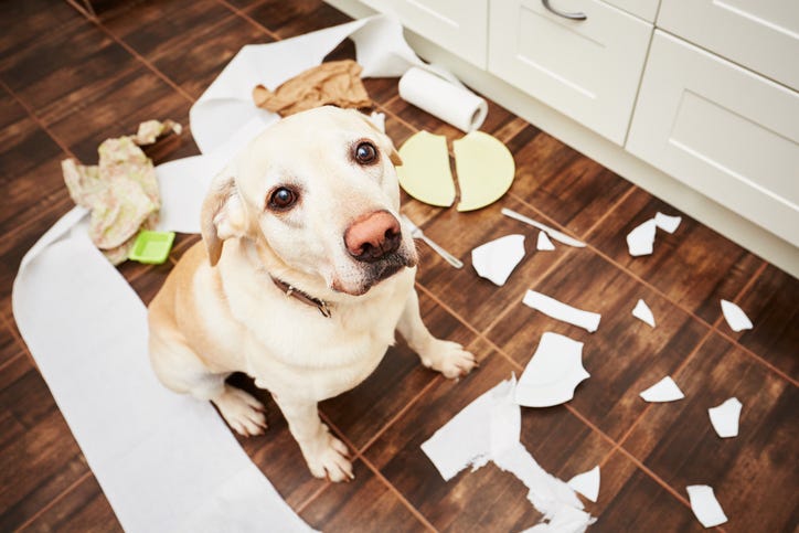 Bad dog