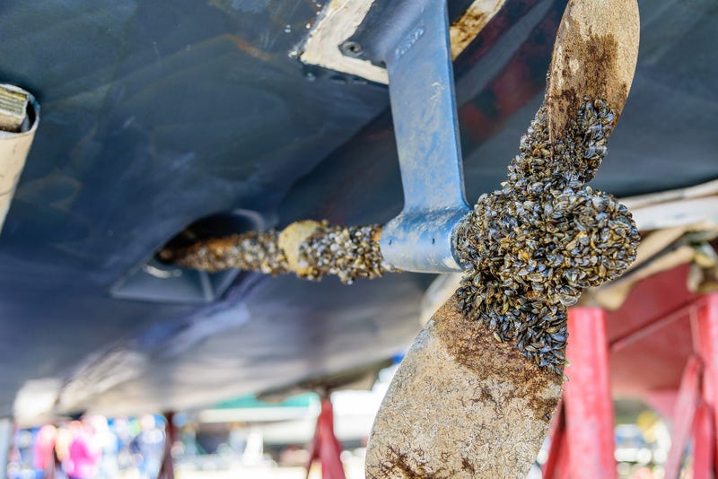 zebra mussels