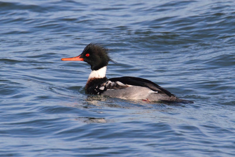 duck swimming