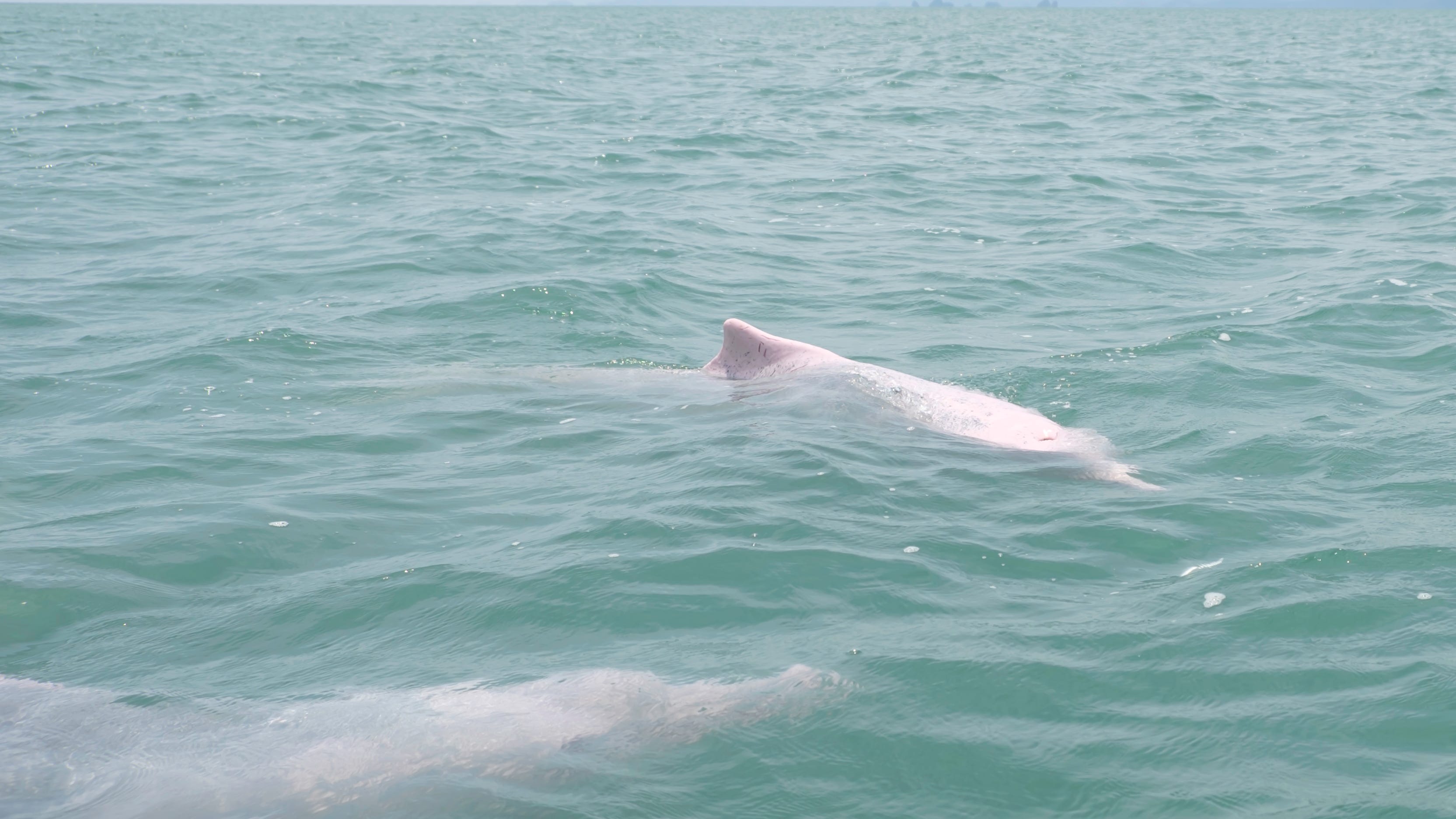 Rare pink dolphin caught on camera by fisherman
