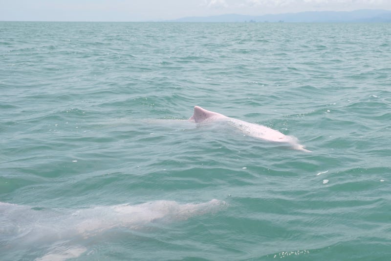 Two pink dolphins in the ocean.