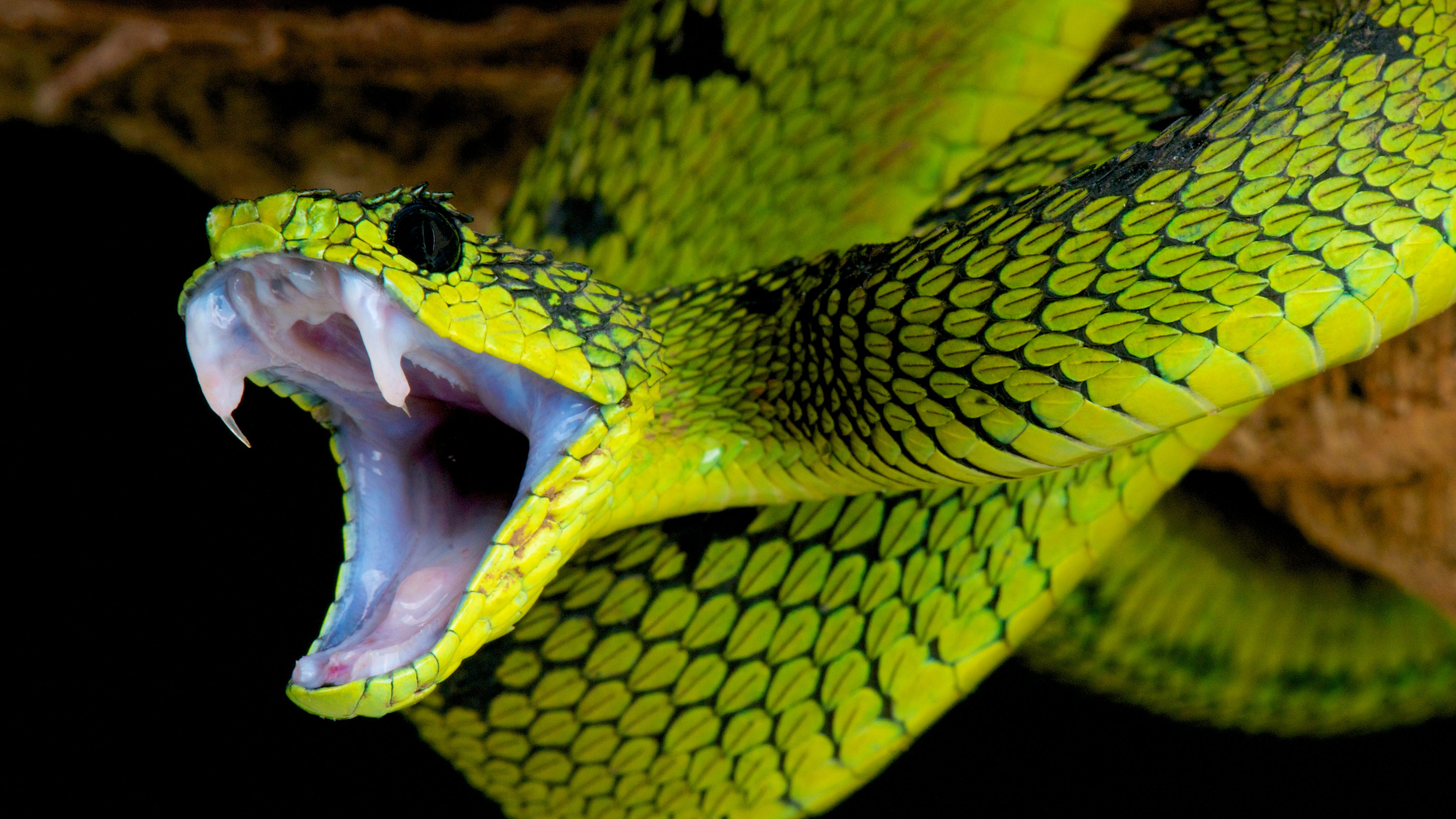 Officials say missing woman was devoured by huge snake