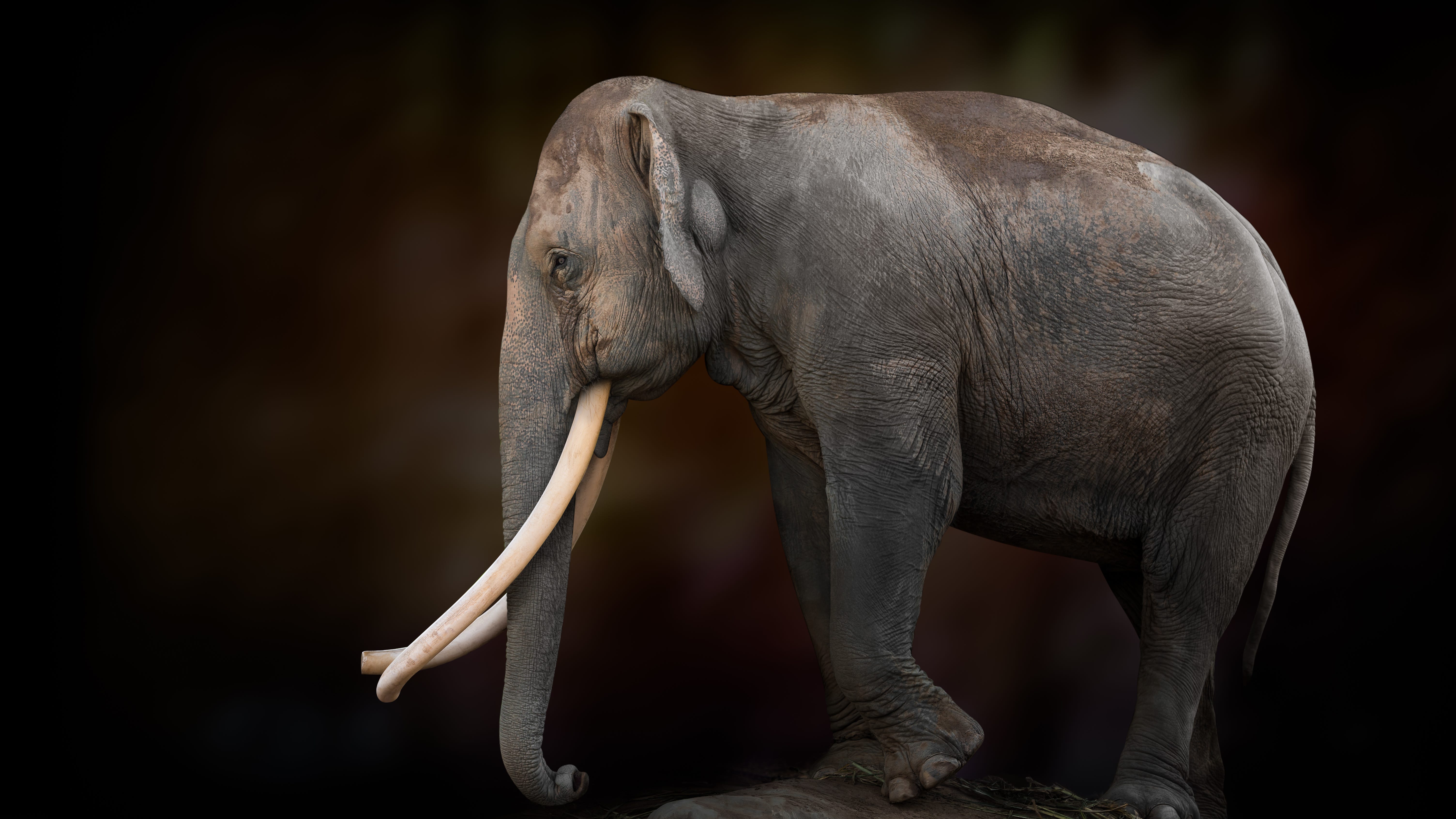 Councilman renews complaint over L.A. Zoo's treatment of Billy the elephant