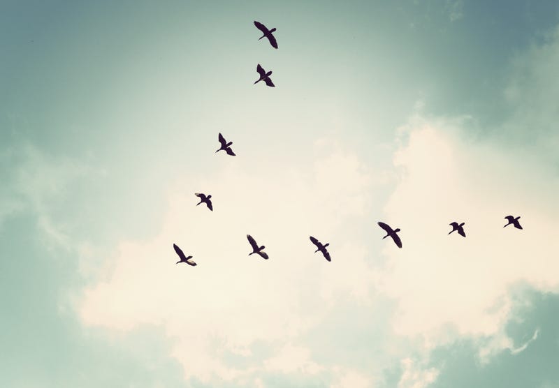 Migrating birds