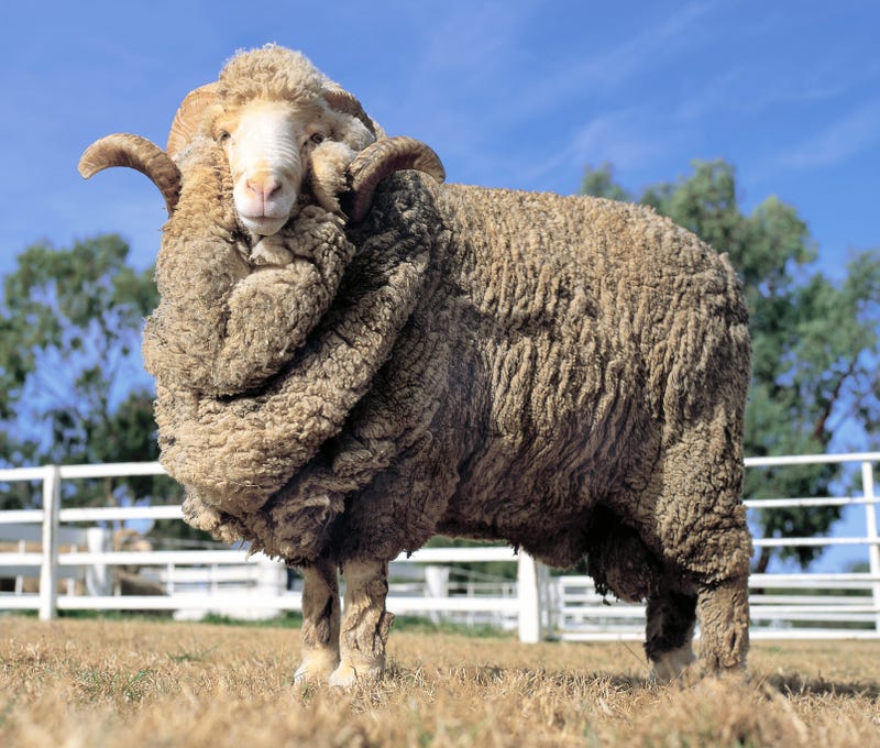 Stock photo of merino sheep