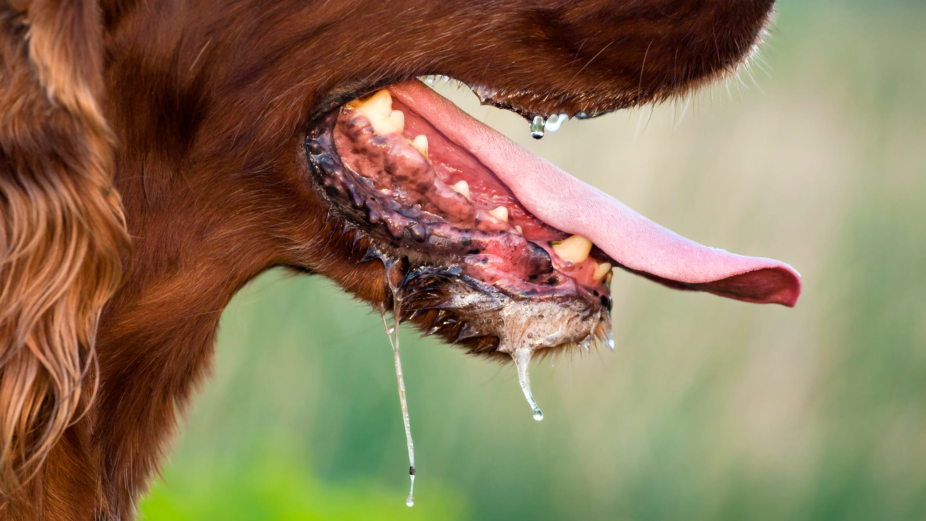 Rabid dog imported into US, taken in by ChesCo family sparks multi-state investigation