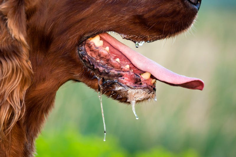 Stock image of drooling dog