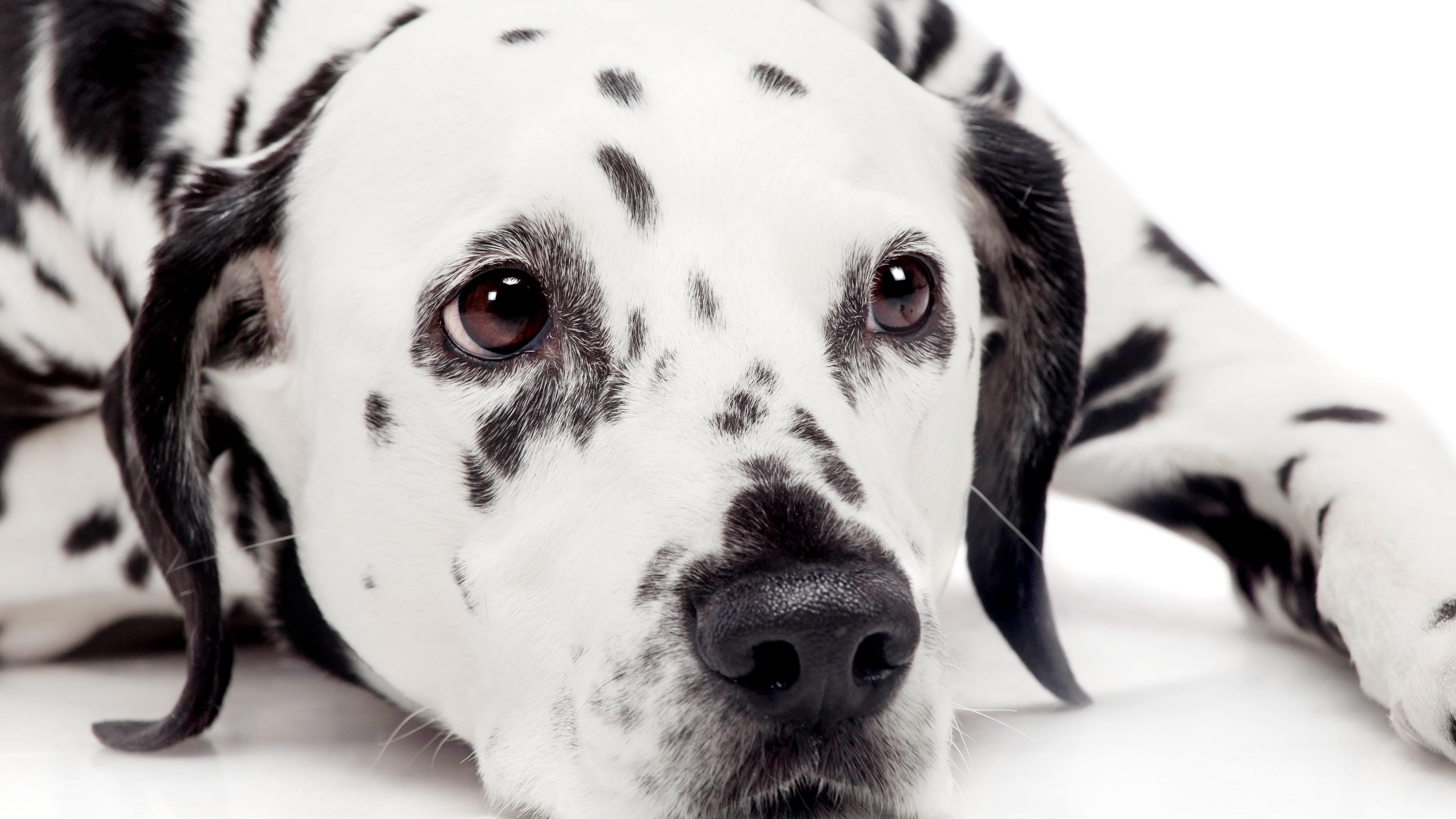 WATCH: Talented 'soulful' Dalmatian caught playing piano and singing in middle of night