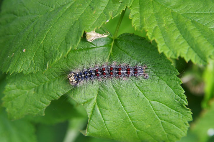 spongy moth caterpillar