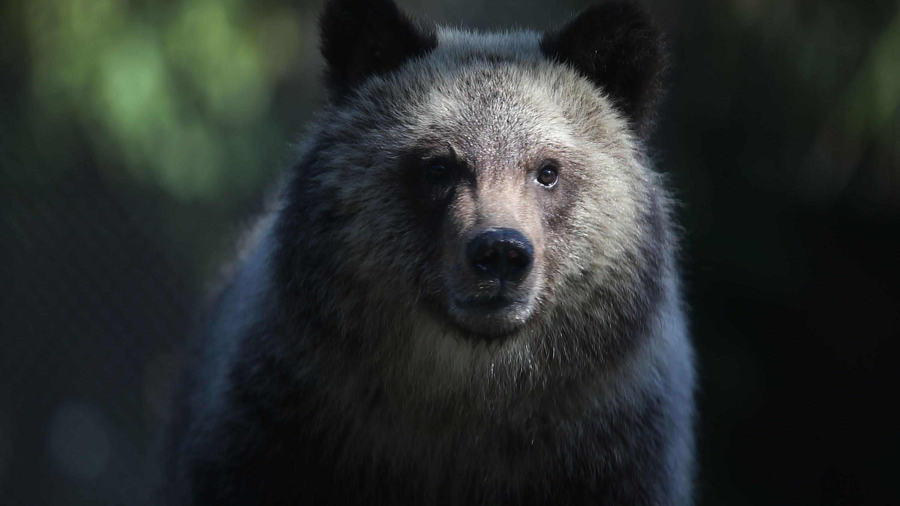 Wildlife officials called to San Anselmo home after bear spotted in tree