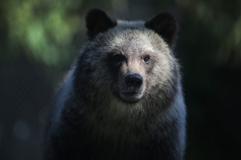 Grizzly bear cub named Juneau stands during her first day out in the public at the Palm Beach Zoo on December 17, 2015 in West Palm Beach, Florida.