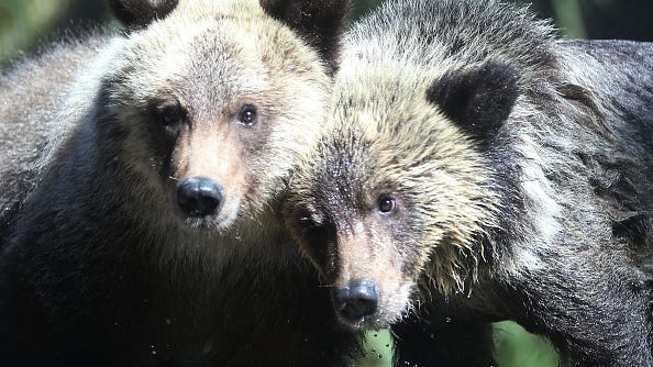 WATCH: Mama bear takes her cub to the playground