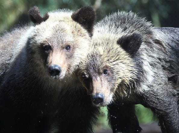 Bears.