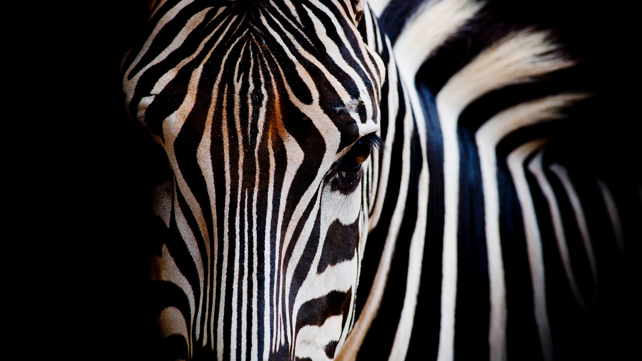 Cops gun down violent zebra as it rips off owner's arm