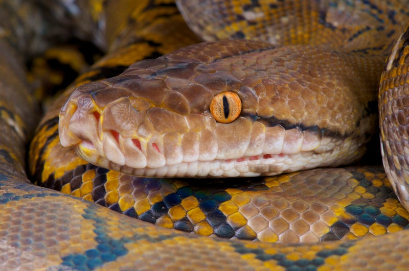 Reticulated python