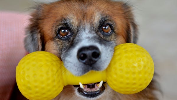 Video: Teen squeaks after accidentally swallowing a dog toy