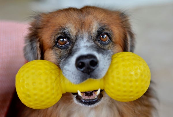 Mature dog with squeaky toy looking into camera