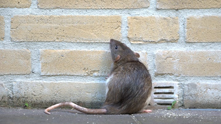 These are the 'rattiest cities' in America