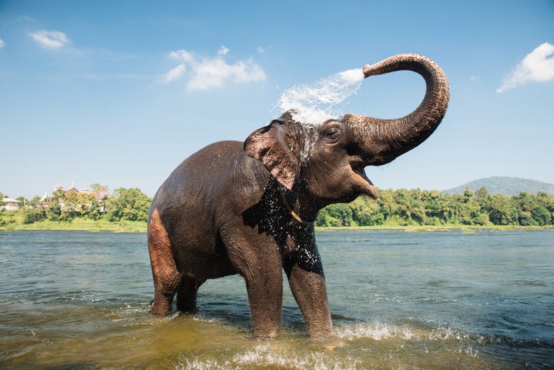 Elephant bathing