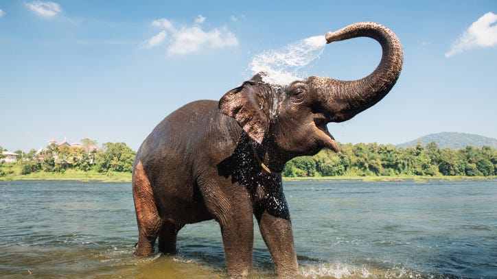 WATCH: Elephant rescued after falling down 55-foot deep well