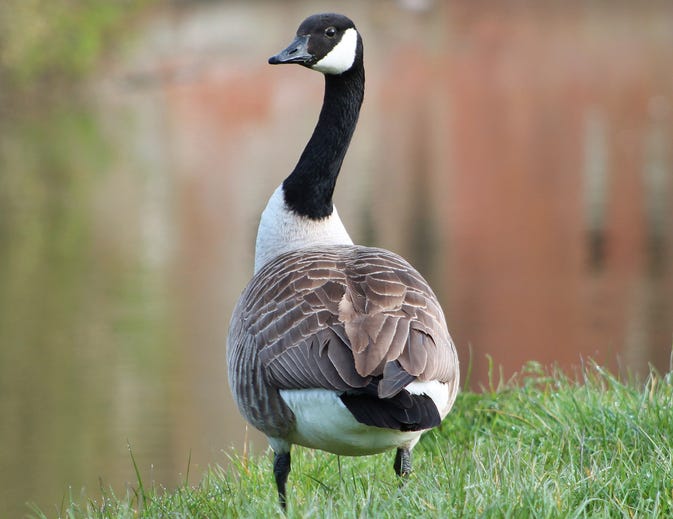 Canada goose
