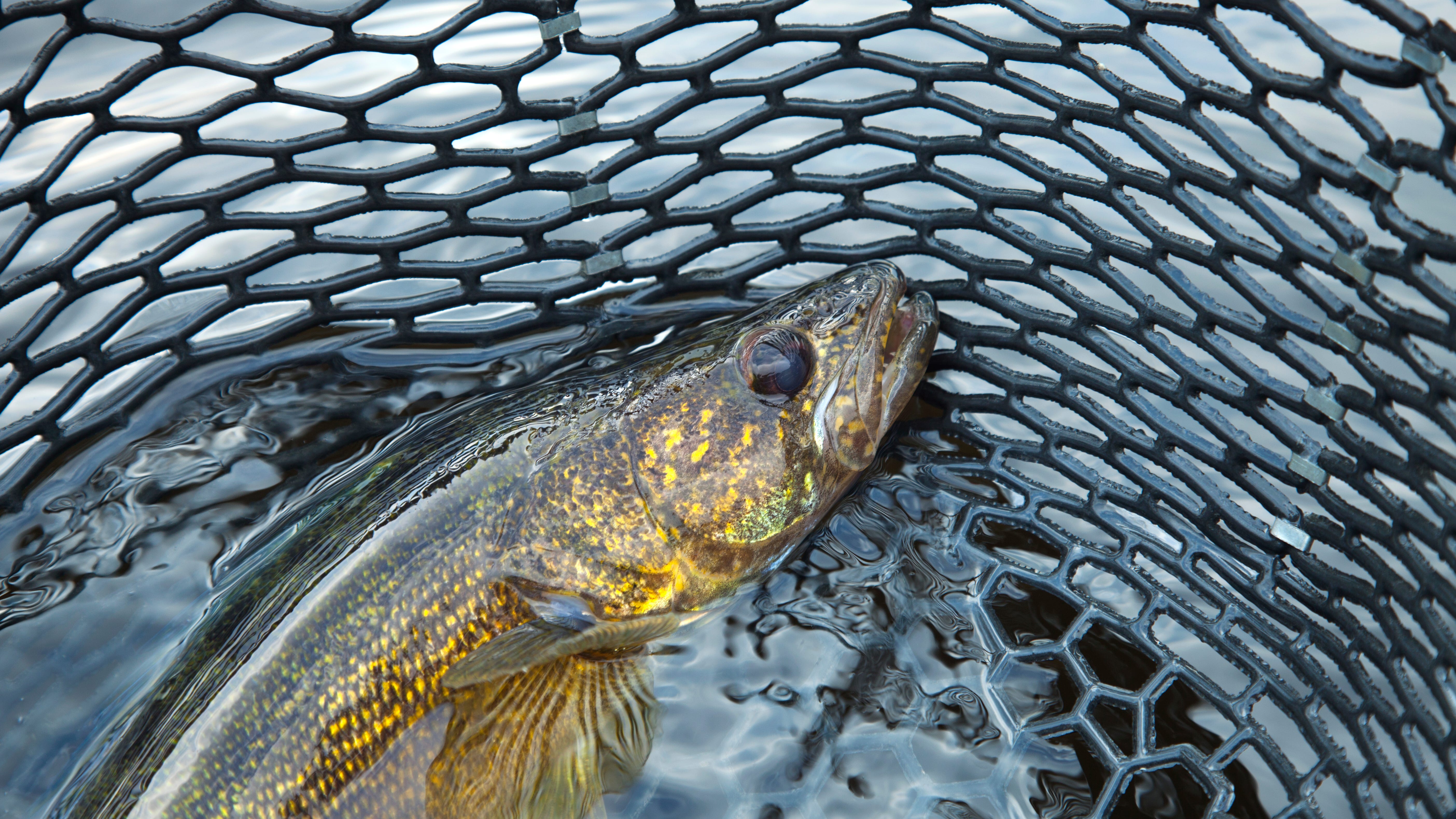 "Were about two weeks behind": Fishing guide Steve Carney says the walleye and crappie bites are slow so far