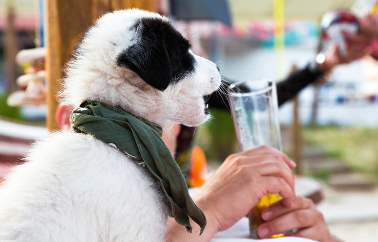Dog Beer