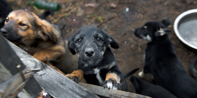 Stray dogs