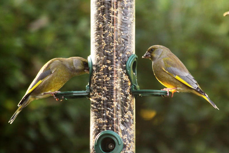 birds sitting on bird feeder
