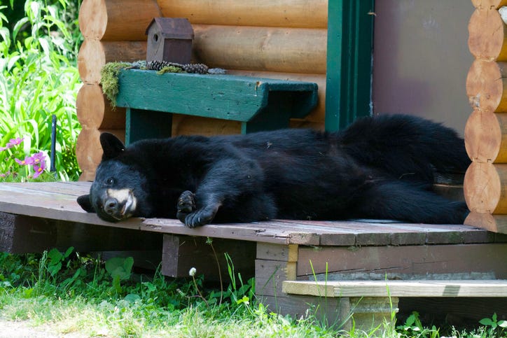 black bear causing trouble in Traverse City