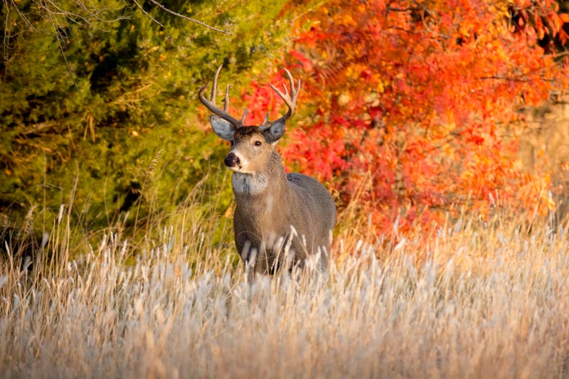 Whitetail deer