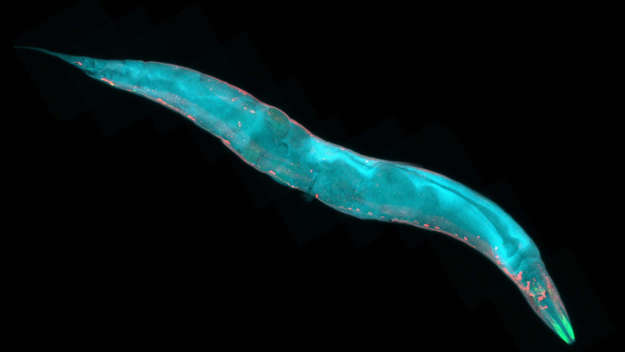 46,000-year-old worm comes back to life, starts replicating