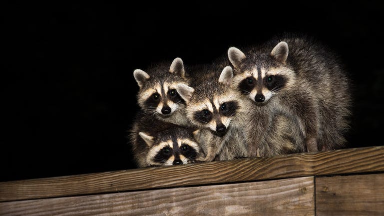 Police respond to burglary and find perpetrators are actually a dozen raccoons