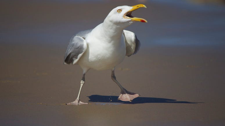Teen hit in the face with seagull while riding roller coaster