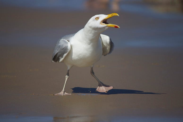 Seagull standing on the beach